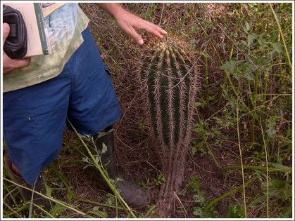 043_rosales_la_chanchera