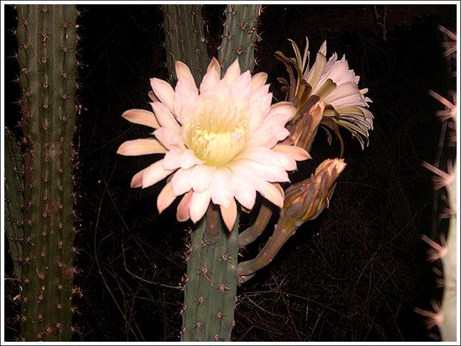 cereus_001