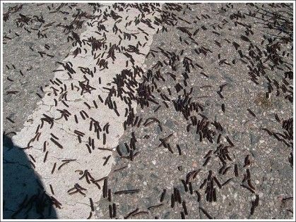 004_lalaguna_almafuerte