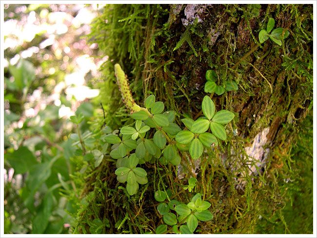 tucuman_escaba_yungas