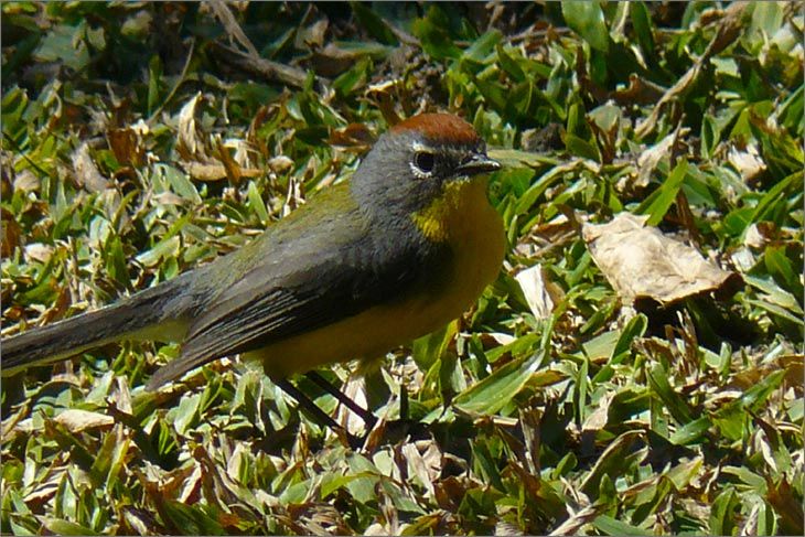 i71_39_Myioborus_ brunniceps_Tucuman_mundoenbicicleta